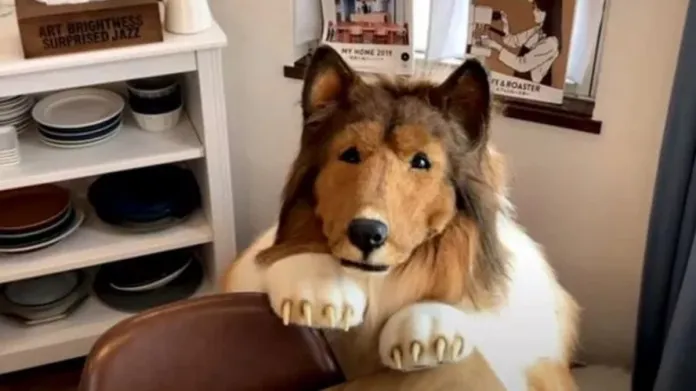 पहले इंसान से कुत्ता बनने के लिए खर्च कर दिए 12 लाख, अब इस शख्स ने किया अजीबो-गरीब दावा 5 Toco Japan Dog Man 1