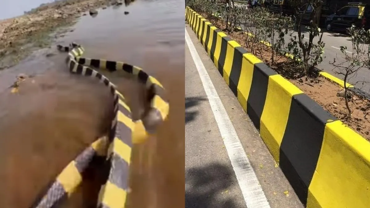 सांपों की जोड़ी को घूमता देख हैरान हुए लोग, बोले – ये डिवाइडर कहां चला जा रहा है 1 Snake And Devider Viral Video