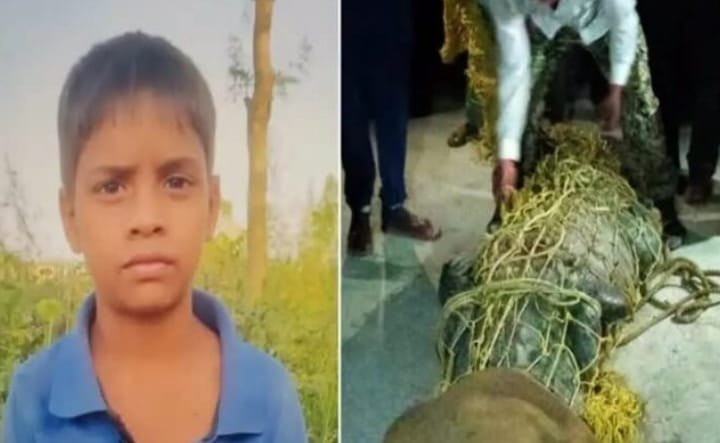 भैंस चराने गए बालक को मगरमच्छ ने निगला, एक्स रे में खाली पेट निकला मगरमच्छ 1 32020ade fac6 49f5 a00a 3fd261886f22