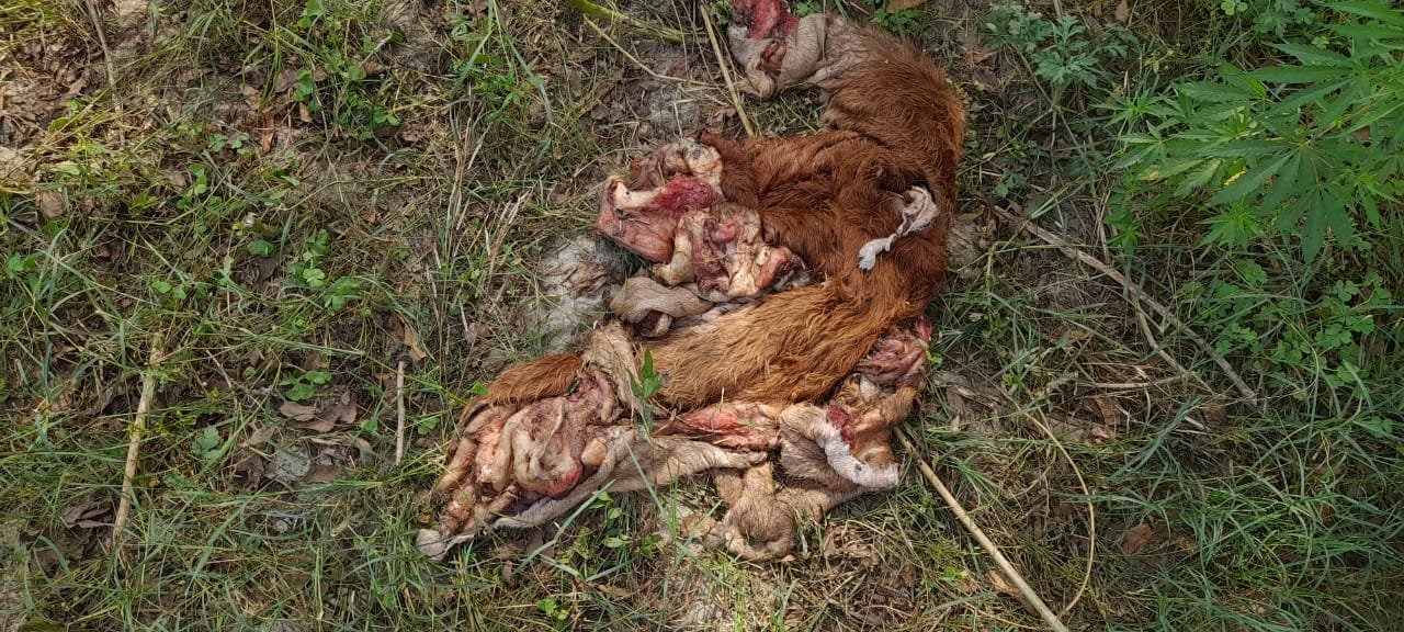 5c81bfcc 08c5 476f b335 7611d5d3f461