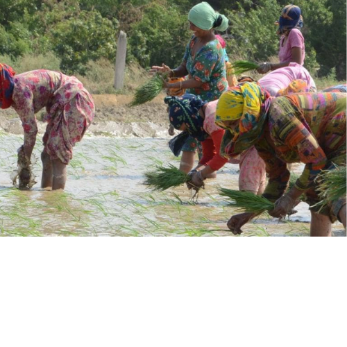 गुरुग्राम: पानी की बचत को धान की जगह दूसरी फसलें बोयें, 7 हजार रुपये एकड़ पाएं 1 Untitled design 2022 05 21T010117.249