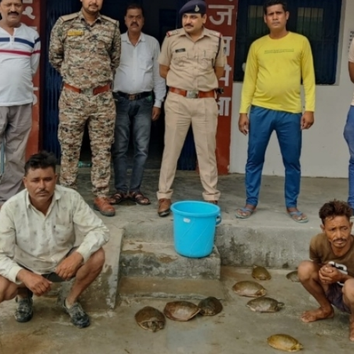 भिंडः नौ दुर्लभ प्रजाति के कछुओं के साथ दो तस्कर गिरफ्तार 1 Untitled design 2022 06 15T182400.270