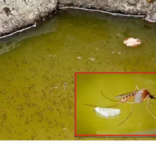 Untitled design 2022 07 02T235950.019