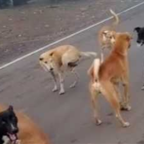 कावंडियों पर आवारा कुत्तों के झुंड का हमला पचास लोगों को किया घायल.. 3 Untitled design 2022 08 03T000553.481