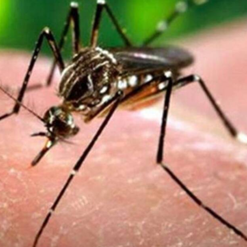 मच्छर प्रजनन पाए जाने पर 65 चालान 1 Untitled design 2022 08 18T000721.479