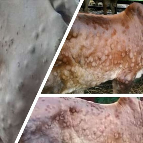 किसान सभा के लोगों ने पशु चिकित्सालय कार्यालय पर प्रदर्शन किया 3 Untitled design 2022 09 16T001001.983