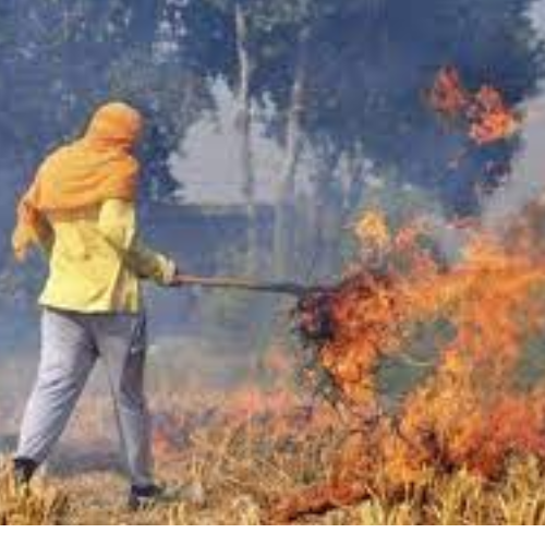 मथुरा में पराली दान करने वाले किसानों को सम्मानित किया जाएगा 1 Untitled design 2022 10 02T184216.343