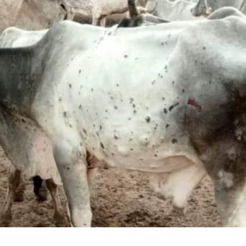 लम्पी वायरस की रोकथाम के लिए ब्लॉक स्तर पर बनेंगे आइसोलेशन वार्ड 1 Untitled design 2022 10 03T000232.106