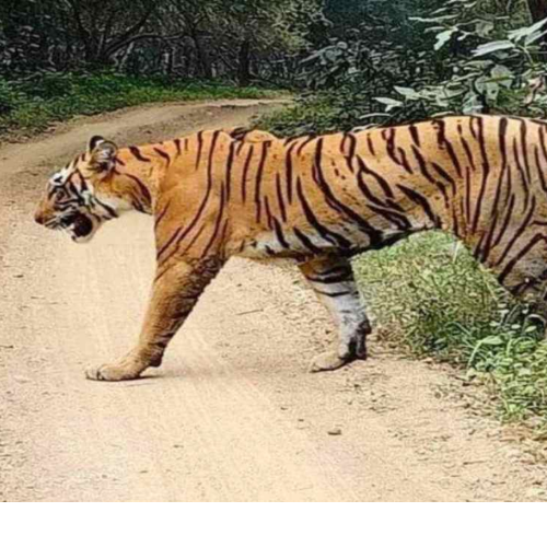 लखीमपुर खीरी में बाघ के हमले से एक व्यक्ति की मौत 1 Untitled design 2022 10 29T221515.749