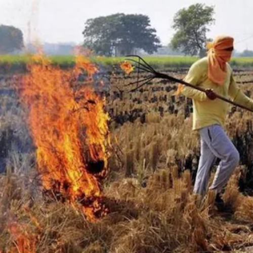 पिछले साल की तुलना में पराली जलाने की घटनाओं में कमी आई: खट्टर 1 Untitled design 2022 11 01T004750.617