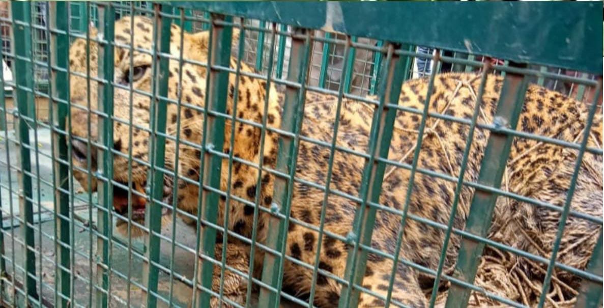 वन विभाग की टीम ने रेस्क्यू कर गुलदार को पिंजरे मे किया कैद 1 ec225c60 7105 448c 9fbf b43cf50b8bf1