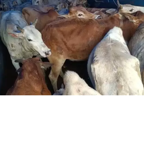 पुत्र की शादी के आभूषण बनाने को दिया पांच लाख का सोना हड़पा 1